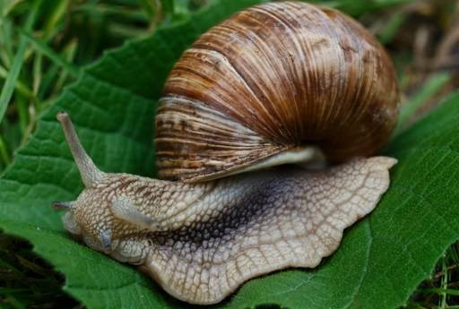 Snail on green leaf